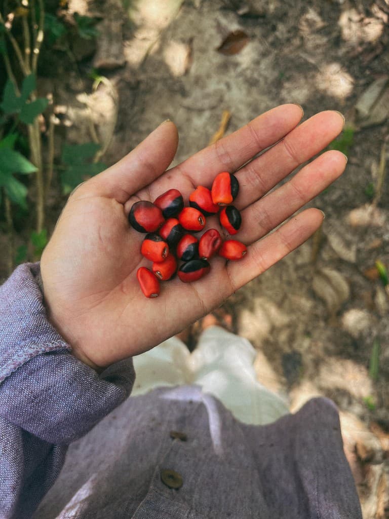 Huayruro — Graines rouge et noir — symbole de chance et de protection, portées depuis des générations.