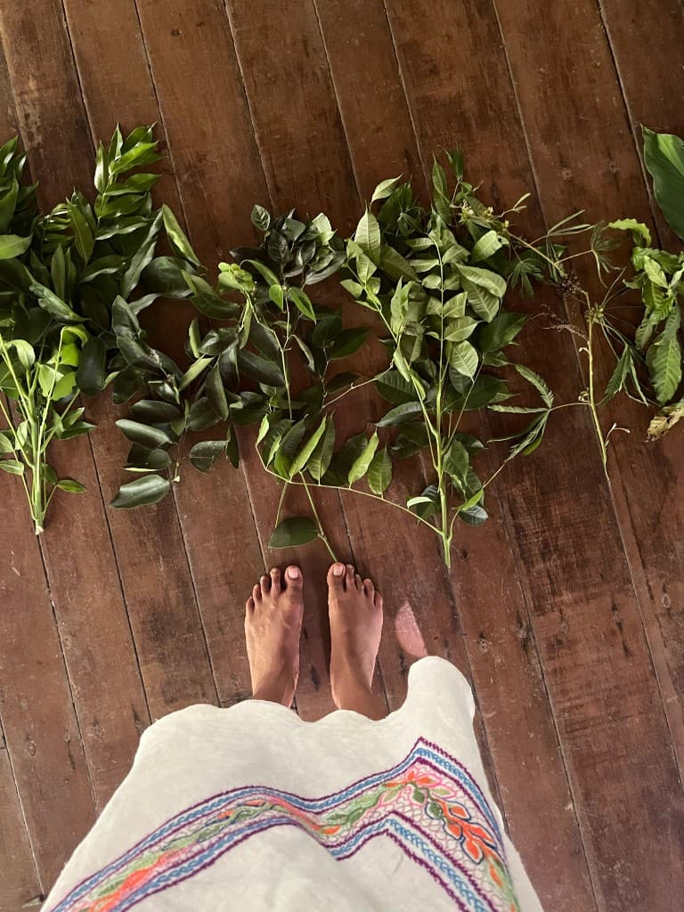 Plantes médicinales — Feuilles et branches choisies pour les bains de purification et les soins traditionnels.