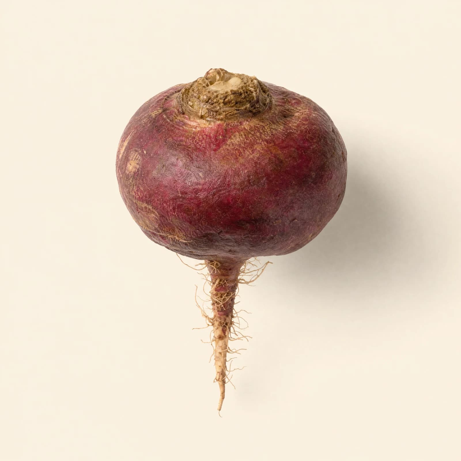 Racine de maca rouge en studio