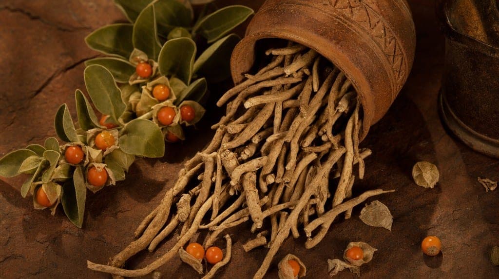 Racines d'ashwagandha (Withania somnifera) séchées sur fond naturel