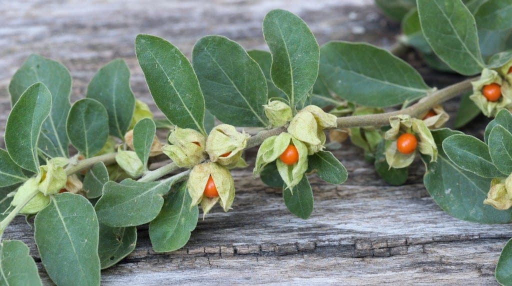 Illustration contre-indications ashwagandha