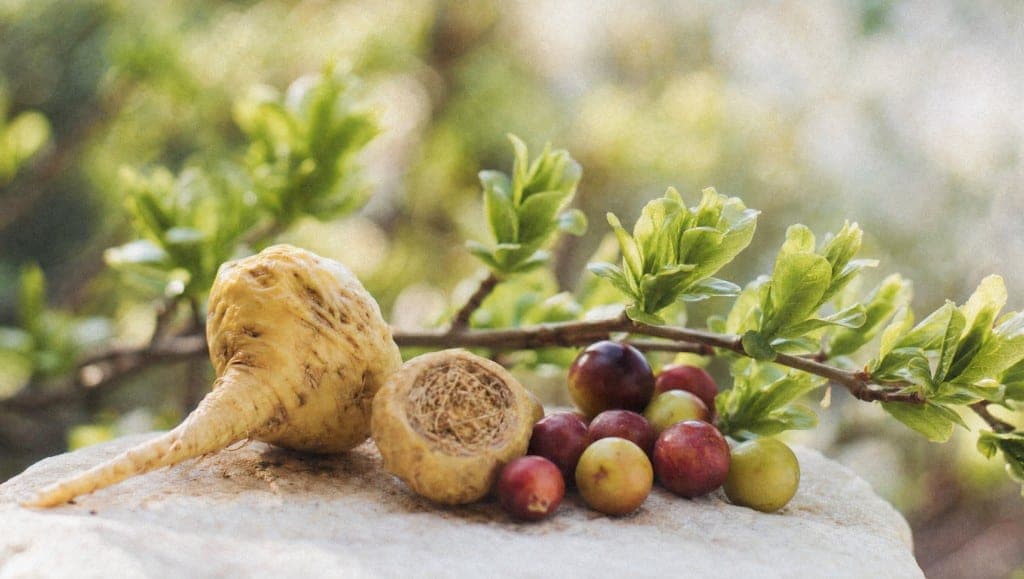 Racine de maca coupée en deux et baies de camu camu sur une pierre, devant une branche en bourgeons