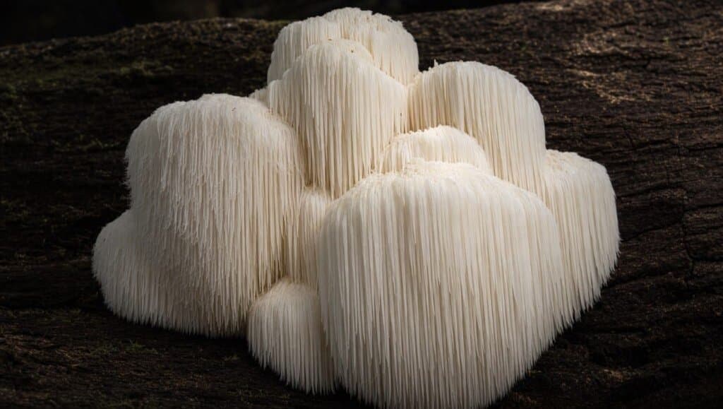 Un champignon blanc en touffes, couvert de longues aiguilles, poussant sur un tronc sombre.