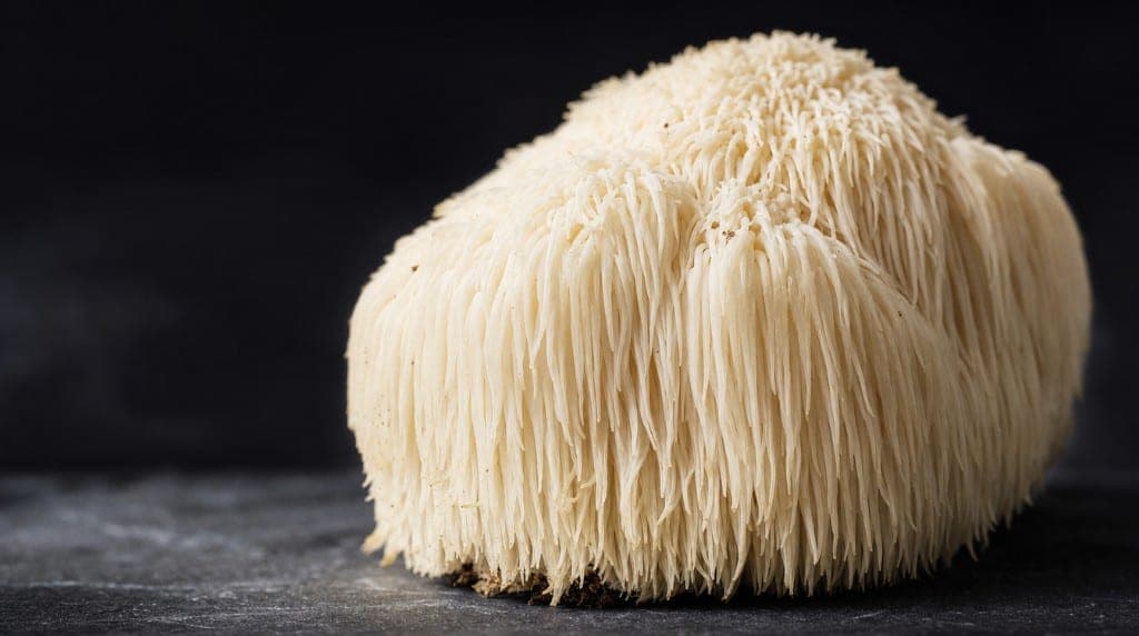 Lion's Mane et mémoire : mécanismes NGF via héricénones et érinacines, études sur le déclin cognitif léger, dosage et du