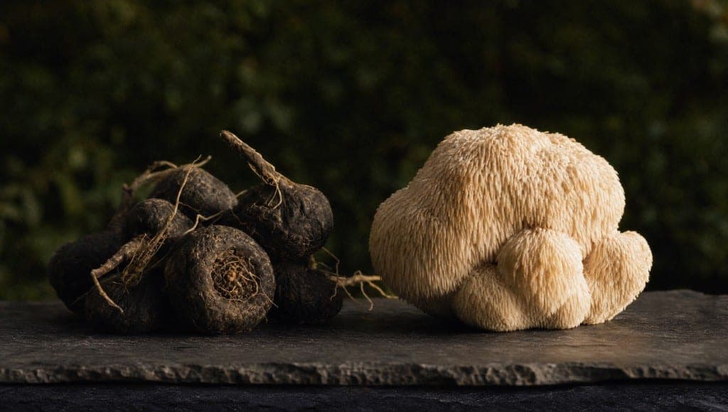 Maca noire et lion's mane agissent tous deux sur la cognition par des voies différentes. Comparatif des données clinique