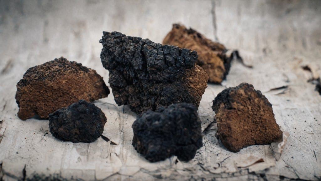 Comment choisir le meilleur chaga en France : chaga sauvage de Sibérie vs cultivé, extrait dual eau-alcool, taux de bêta
