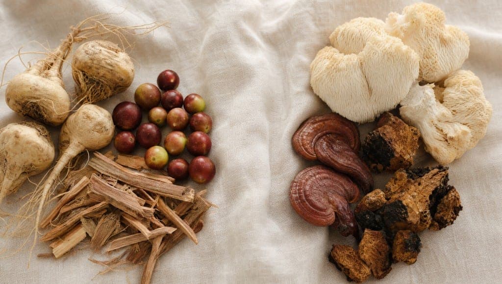 À gauche des racines, des baies rouges et des copeaux d'écorce ; à droite des champignons blancs à franges, deux chapeaux rouge brun et des blocs noirs crevassés, sur une toile écrue.