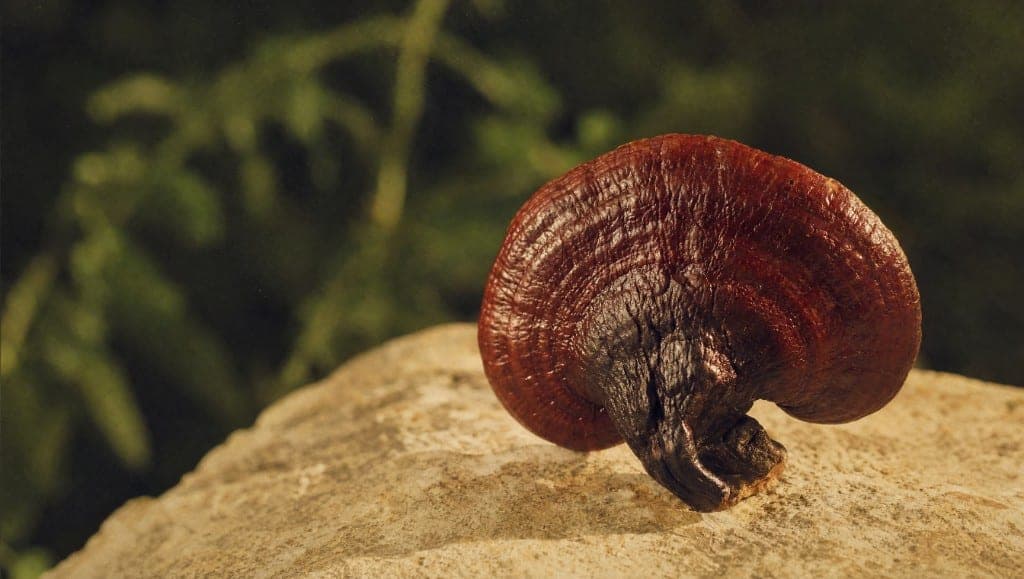 Le reishi est présenté comme le champignon de l'immunité et du sommeil. Ce que les études mesurent, les allégations refu