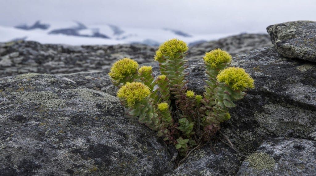 Effets secondaires de la rhodiola : irritabilité, insomnie si prise tardive, contre-indications bipolaires. Ce qui est r