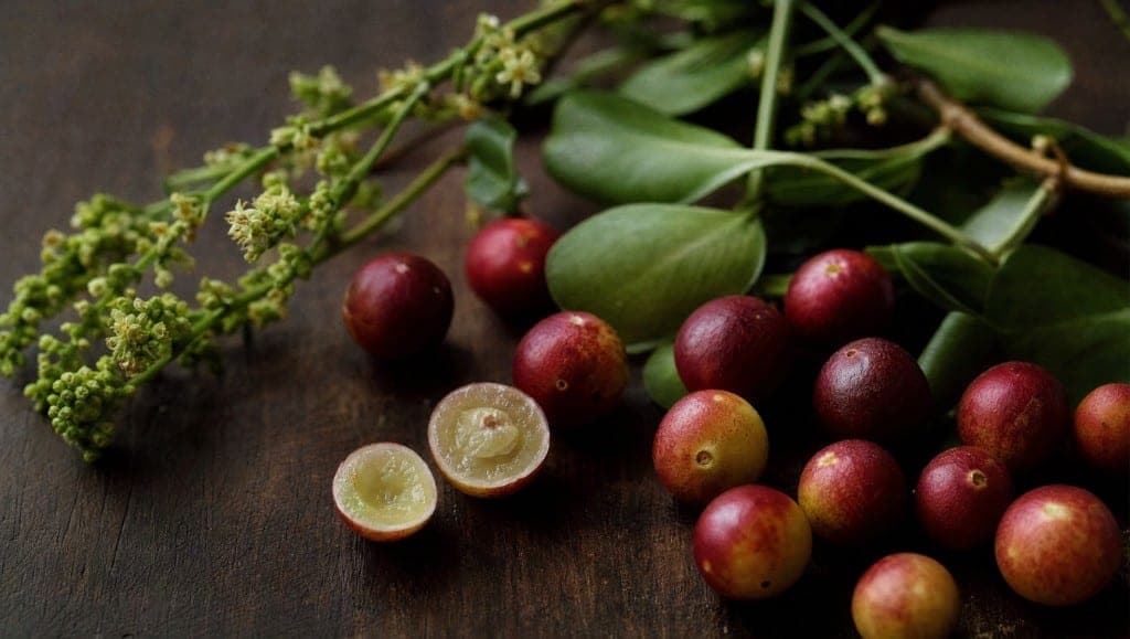 Baies de camu camu sur mousse en forêt amazonienne — digestion et microbiote intestinal