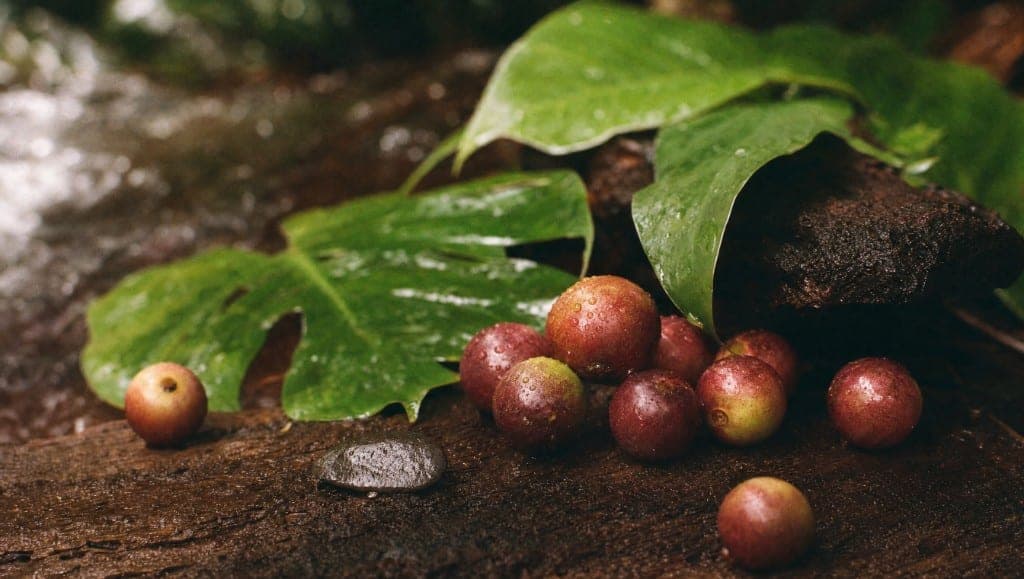 Le camu camu pousse sur les rives inondées de l'Amazonie péruvienne. Botanique, origine géographique, et pourquoi le ter
