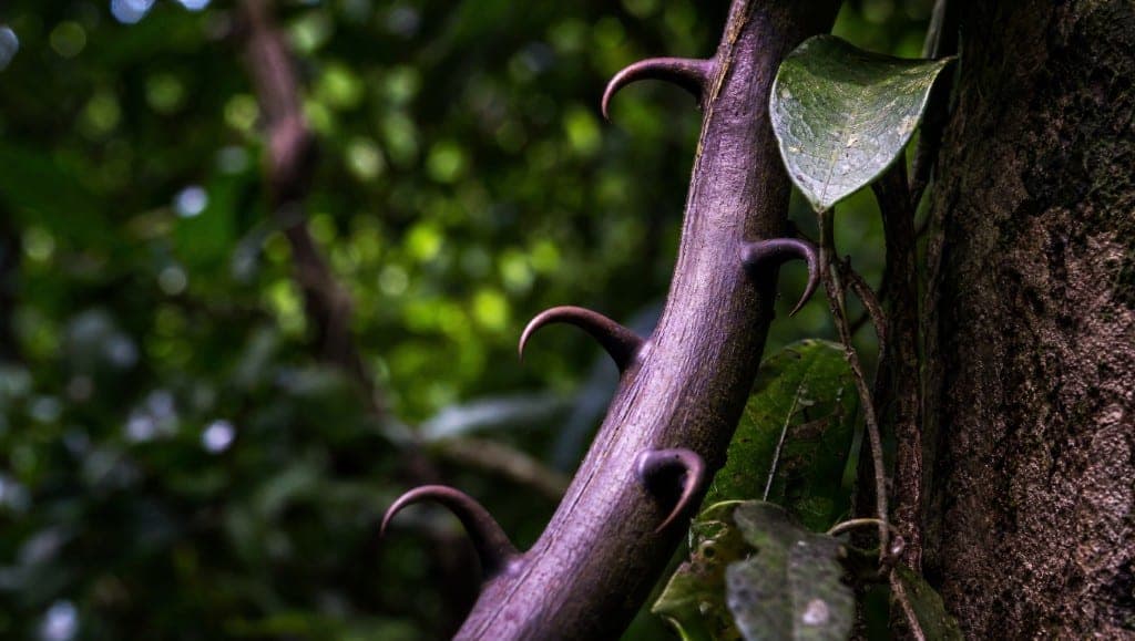 Liane de griffe de chat avec crochets recourbés grimpant sur un arbre en forêt tropicale
