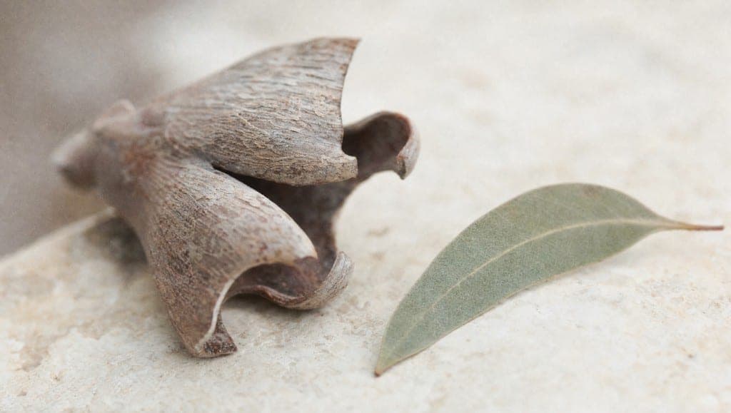 Un fragment d'écorce enroulé en cornet sur une pierre beige, une feuille sèche gris vert à côté.