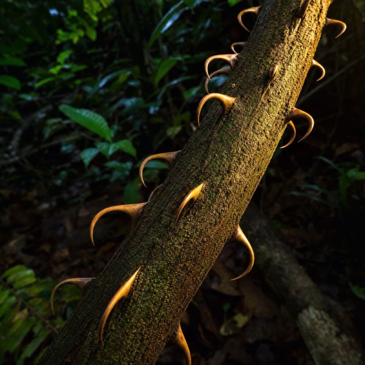 Liane de Griffe de Chat avec crochets dorés — forêt amazonienne