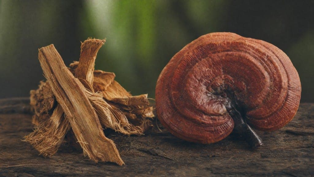 Reishi et griffe de chat sont deux immunomodulateurs naturels. Comparatif des mécanismes, des données cliniques et des c
