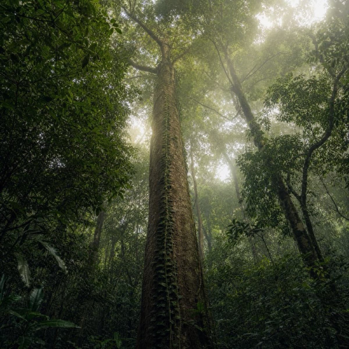 Liane grimpante sur tronc d'arbre — forêt tropicale brumeuse vue du sol