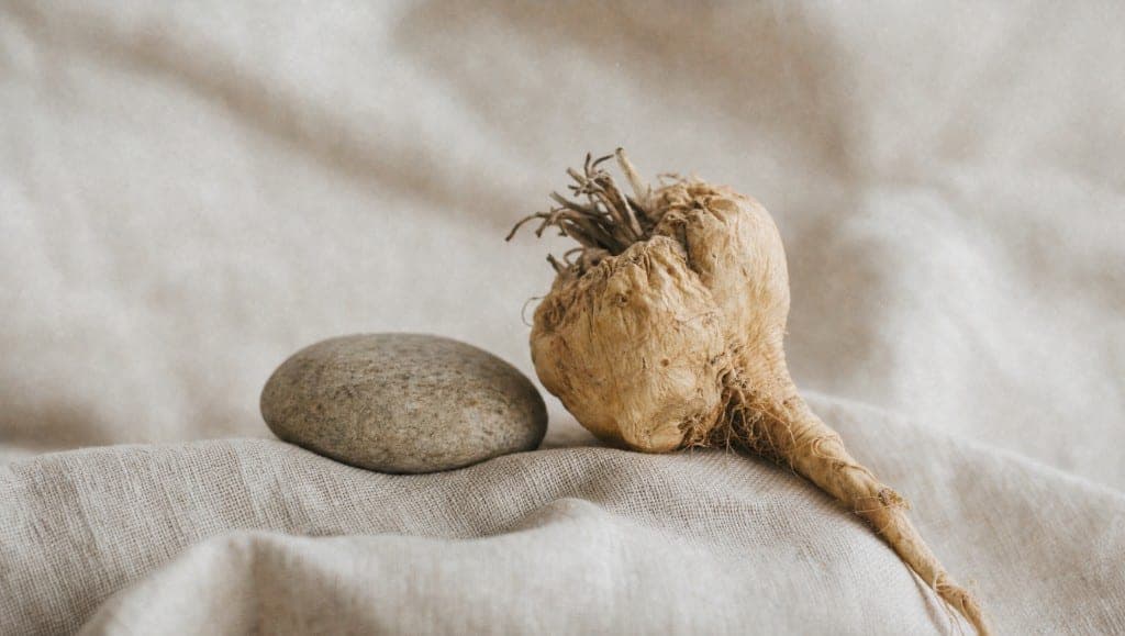Une racine de maca beige et un galet gris posés sur un drap de lin écru.