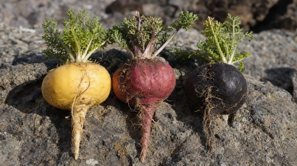 Maca bio pas chère : attention aux pièges. Origine non vérifiée, concentration insuffisante, absence de certification. C