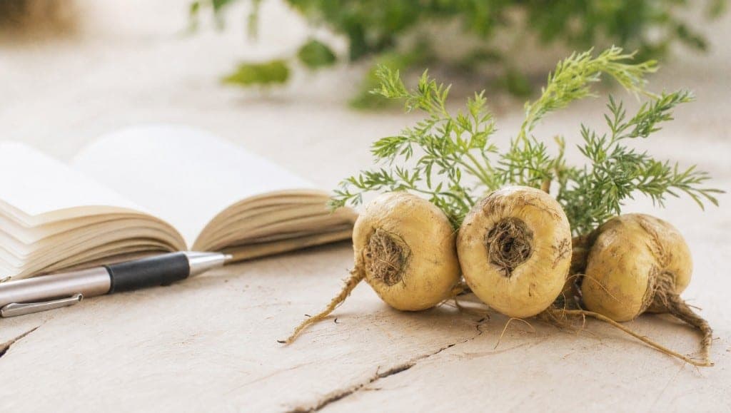 La maca est parfois recommandée pour la concentration et la mémoire. Ce que les essais cliniques et études animales perm