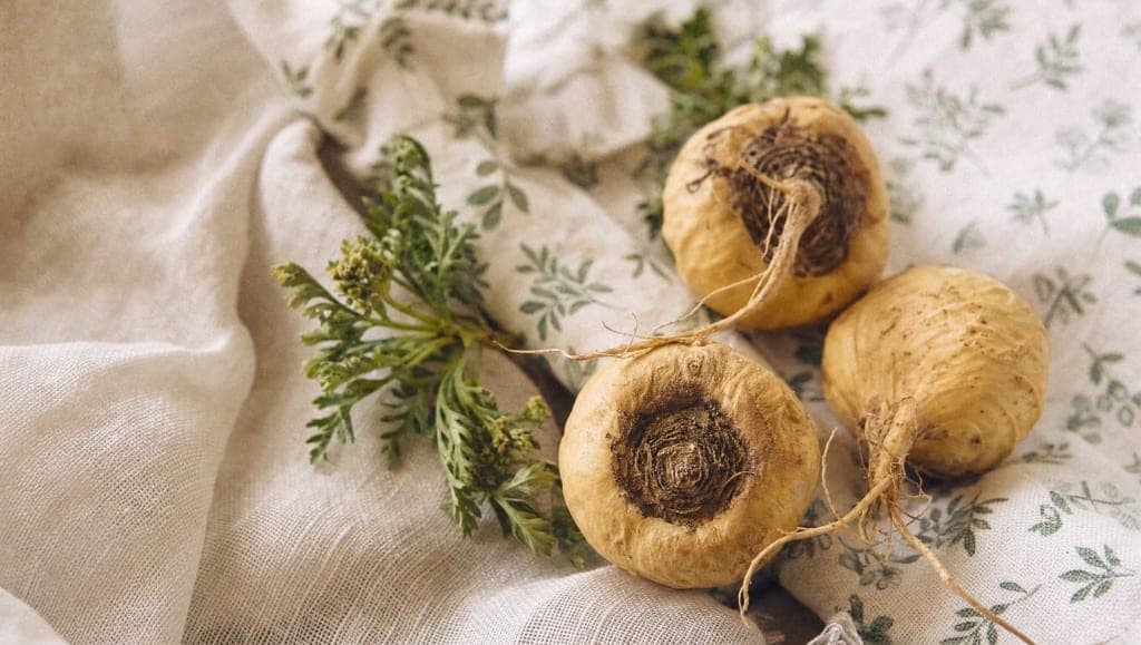 Trois racines de maca beiges posées sur un drap de lin froissé, à côté d'un rameau d'armoise vert.