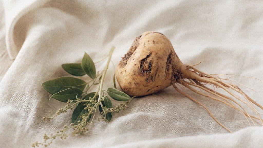 Racine de maca fraîche avec ses radicelles, posée sur un drap de lin froissé à côté d'une branche feuillue