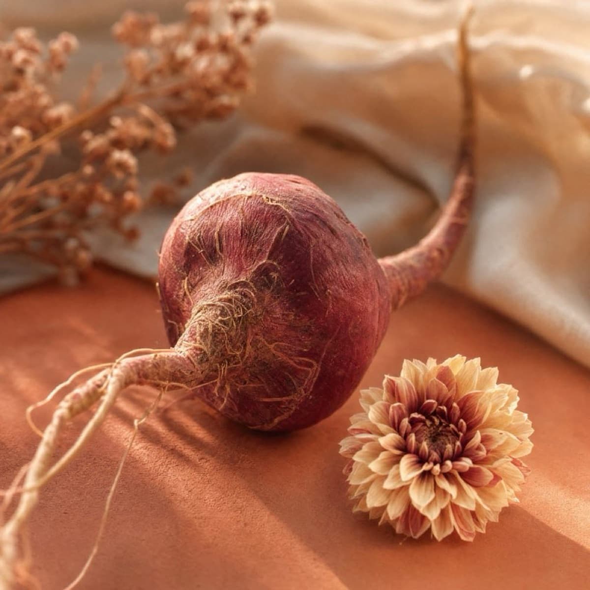 Maca rouge sur surface terracotta — lumière dorée, fleur séchée