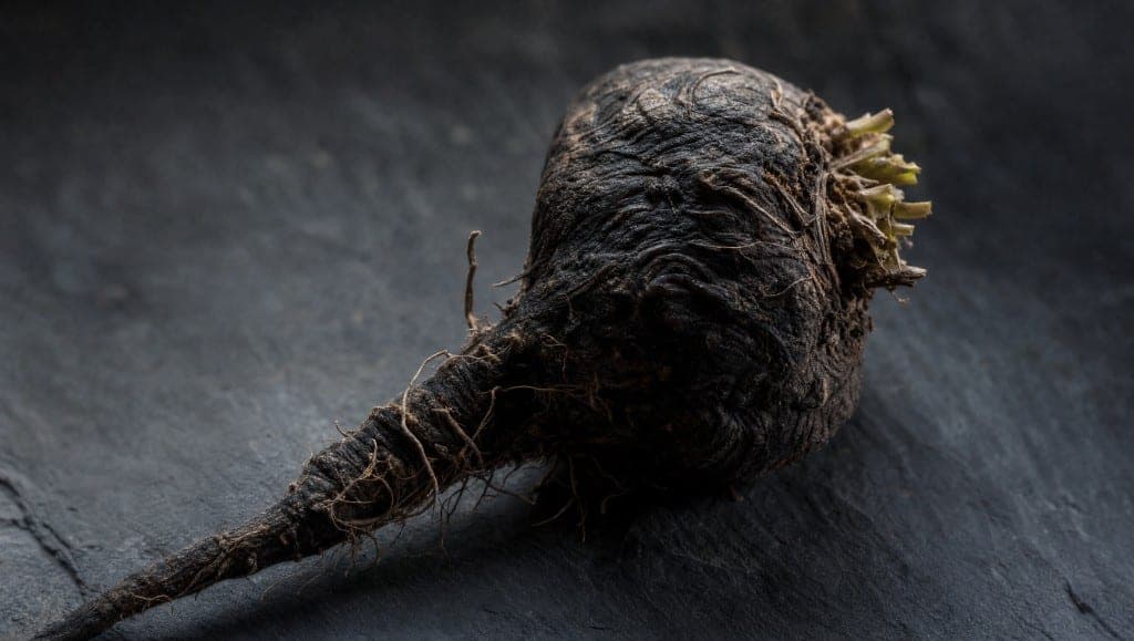 Gros plan d'une racine de maca presque noire, ridée, à longue queue et collet vert, posée sur une ardoise.