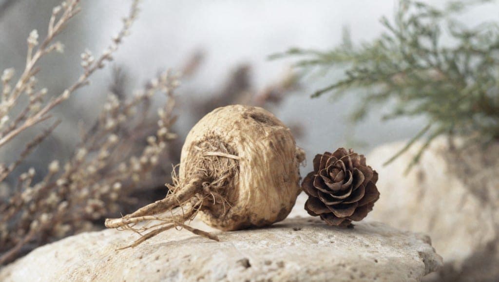 La maca est-elle utile contre les rhumes et infections hivernales ? Ce que les données permettent de dire sur son rôle s