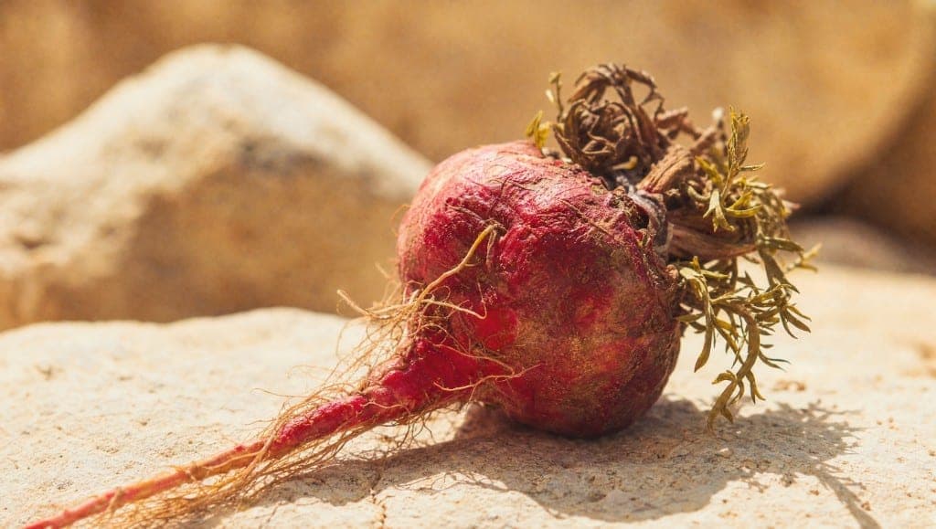 La maca rouge est l'écotype avec les données les plus spécifiques sur la ménopause et la densité osseuse. Ce qui la dist