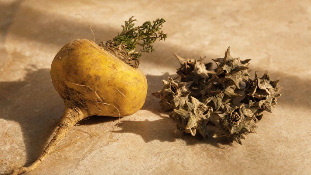 Maca et tribulus sont tous deux présentés pour la libido masculine. Comparatif des mécanismes, des données cliniques et