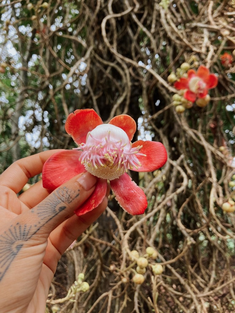 Ayahuma — La fleur élégante de l'arbre ayahuma — une profonde importance culturelle et médicinale pour les communautés indigènes d'Amazonie, valorisée depuis des générations.