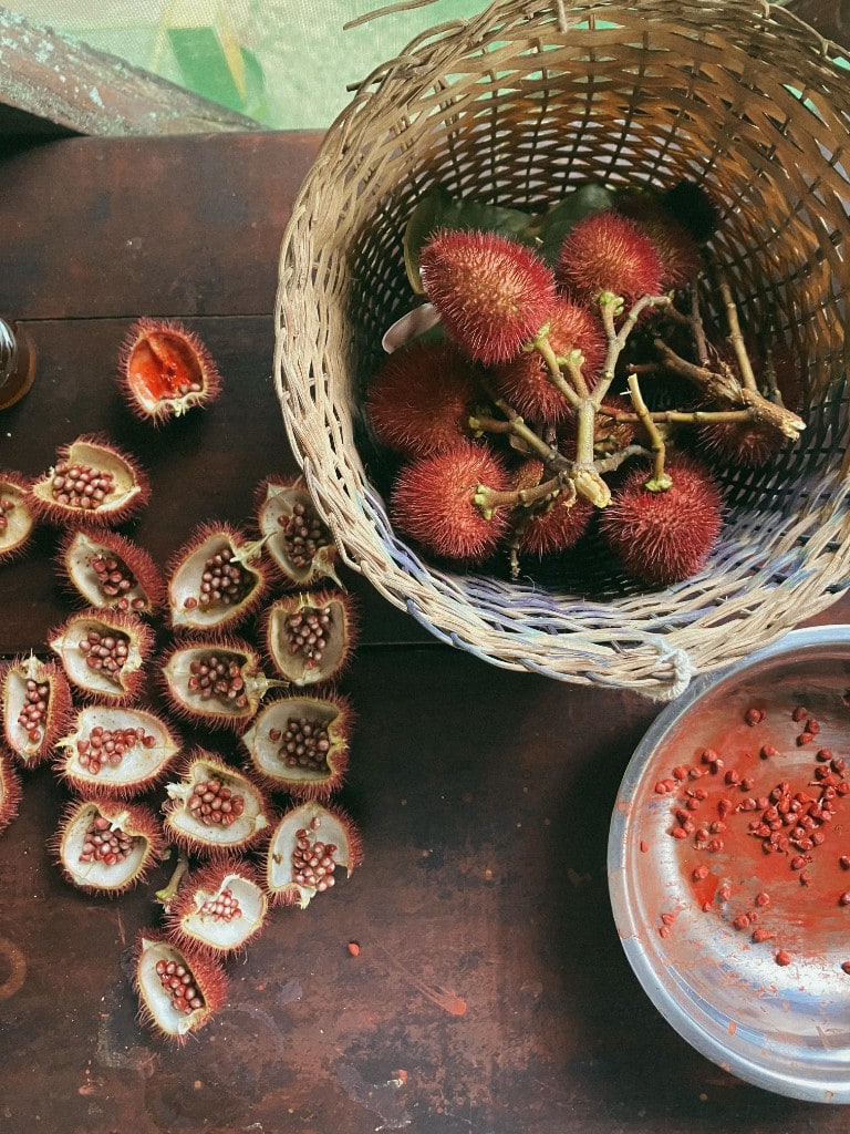 Achiote — Ouverture des capsules pour préparer les graines et fabriquer un baume à lèvres naturel — plante médicinale, aussi prisée pour sa belle couleur rouge intense.