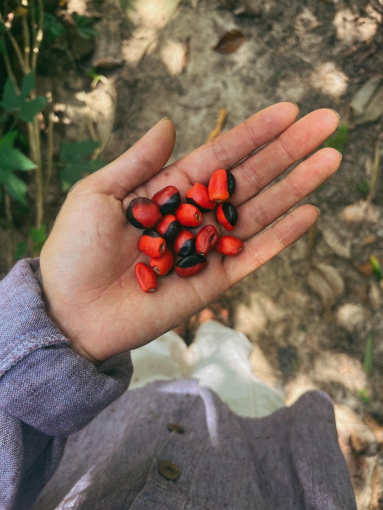 Huayruro — Graines rouge et noir — symbole de chance et de protection, portées depuis des générations.