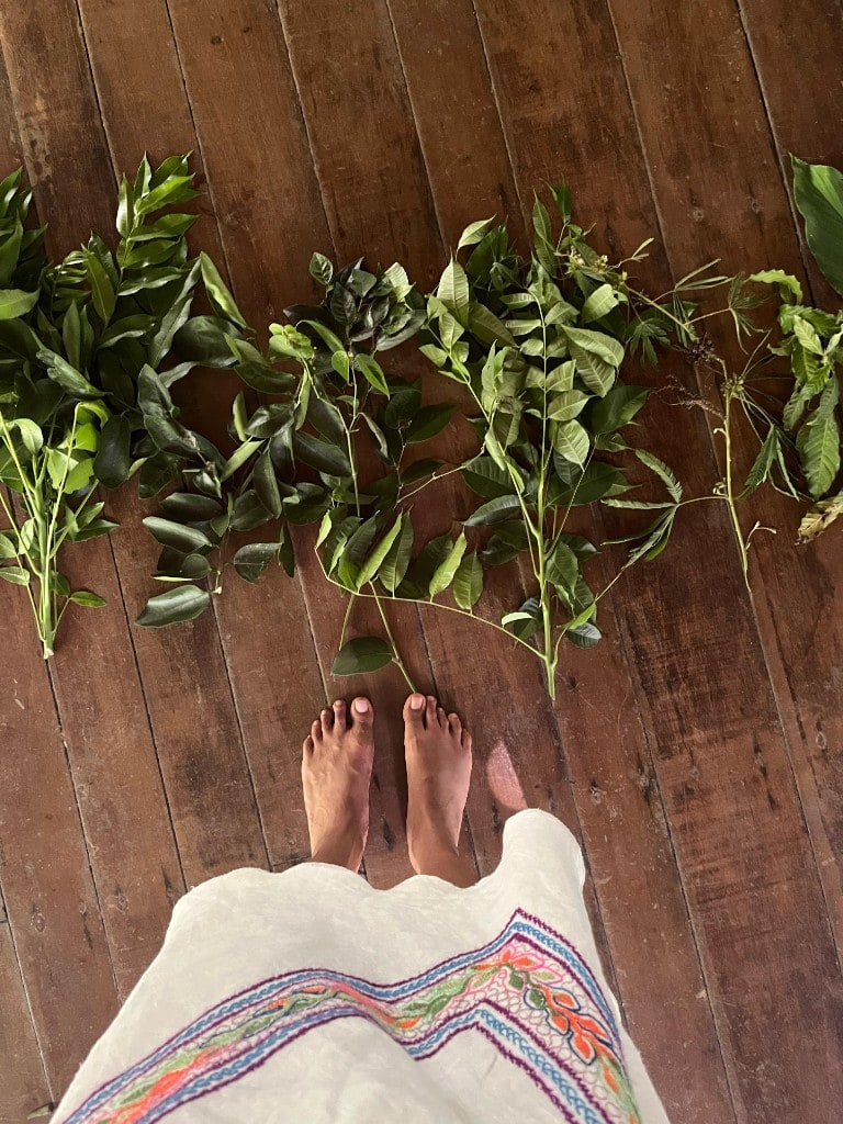 Guide des plantes — Feuilles et branches choisies pour les bains de purification et les soins traditionnels.