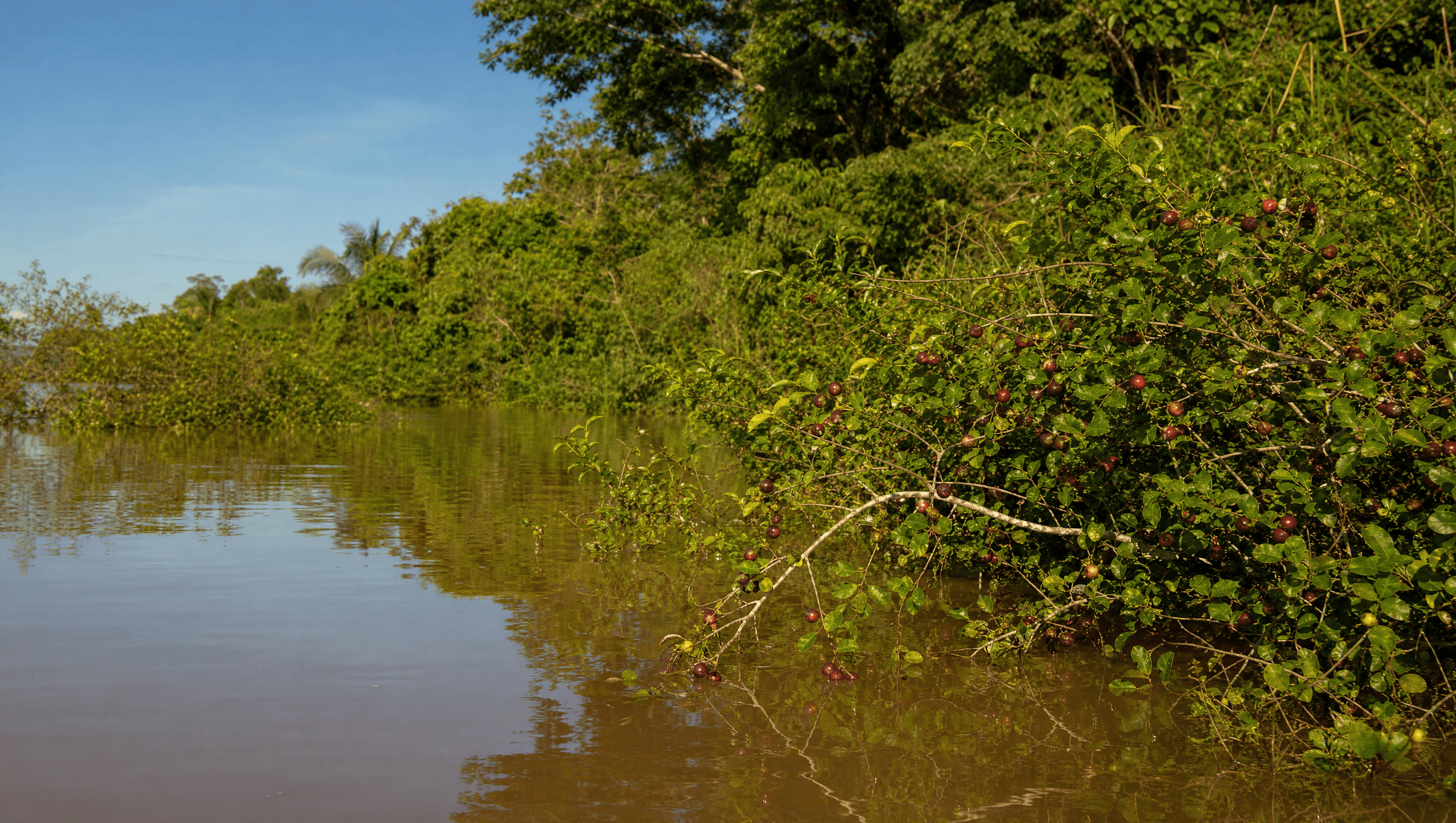 Berges inondées de várzea amazonienne avec arbustes de camu camu