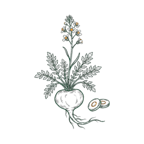 Illustration botanique Maca