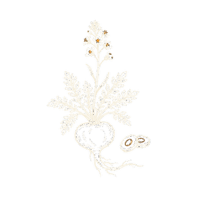Illustration botanique Maca
